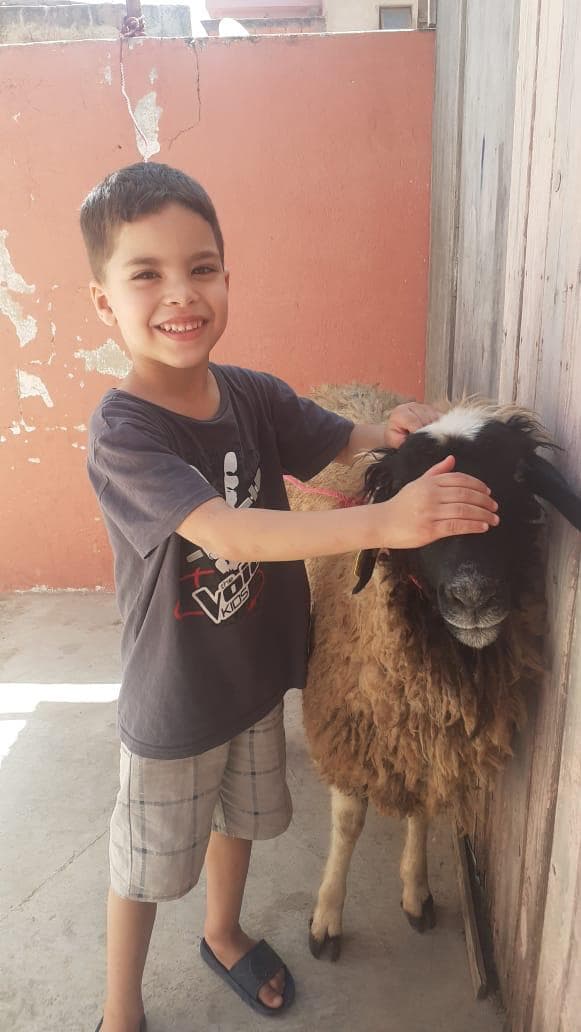 Mouton pour le Maroc